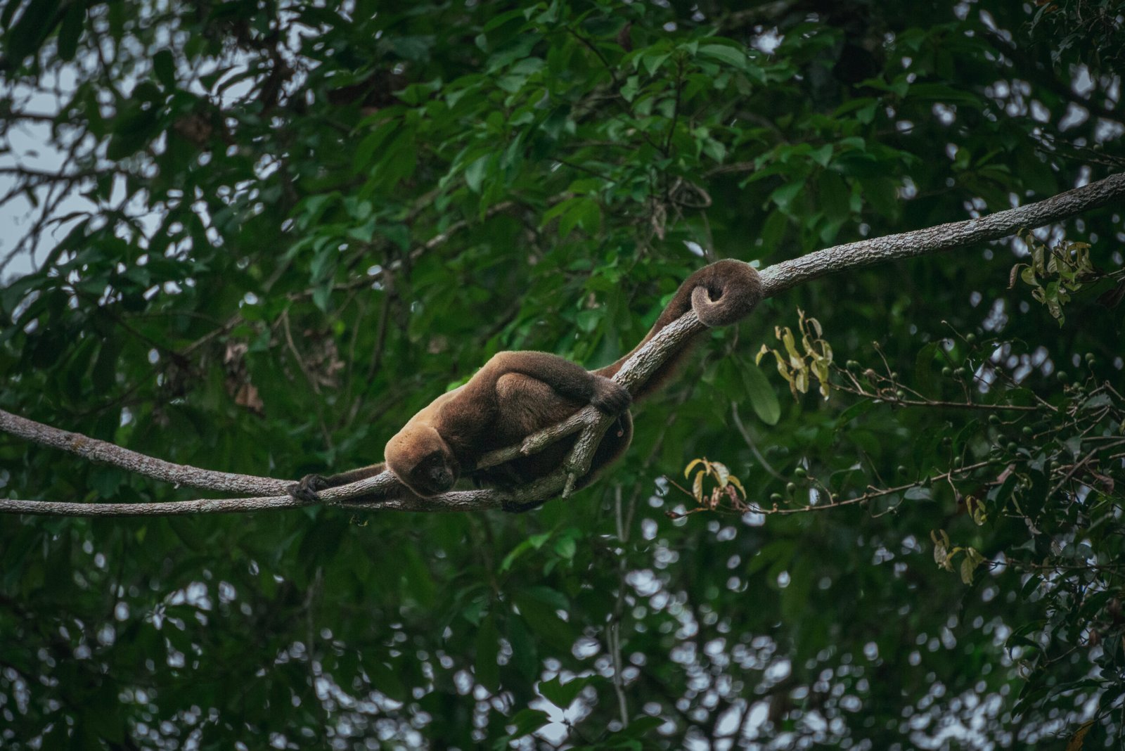 Tena Lodge Amazon jungle